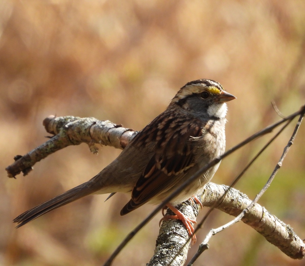 White-throated Sparrow - ML644571734