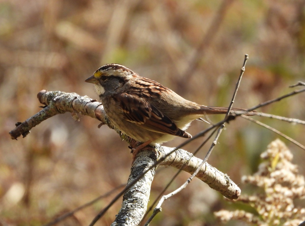 White-throated Sparrow - ML644571737