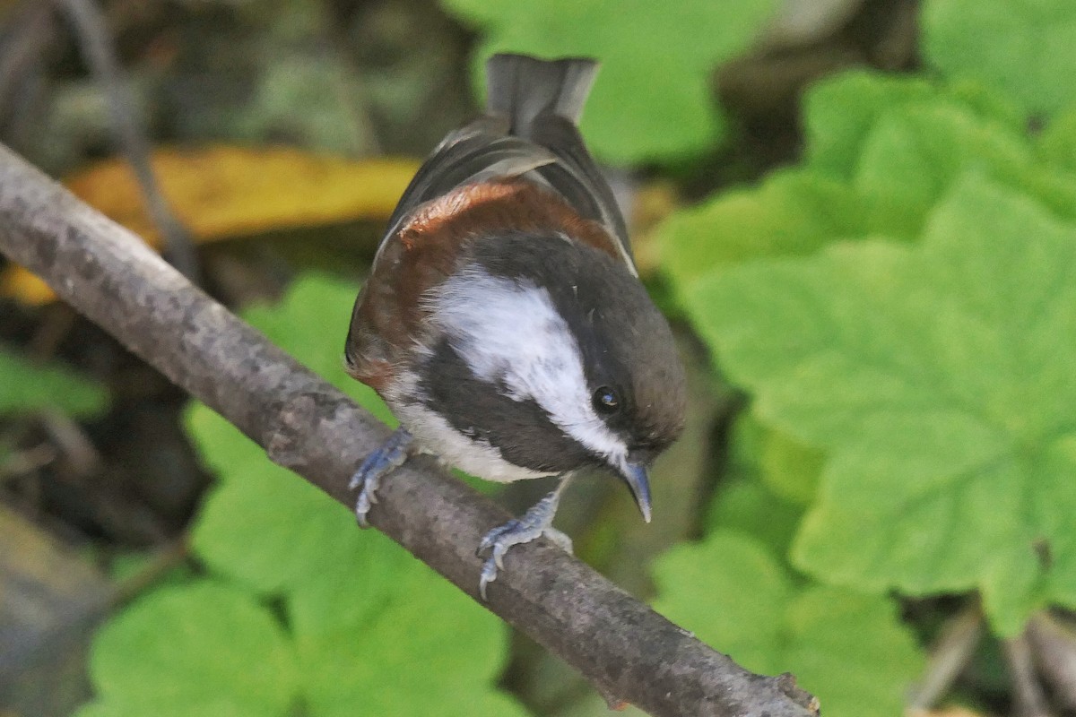 Chestnut-backed Chickadee - ML644571738