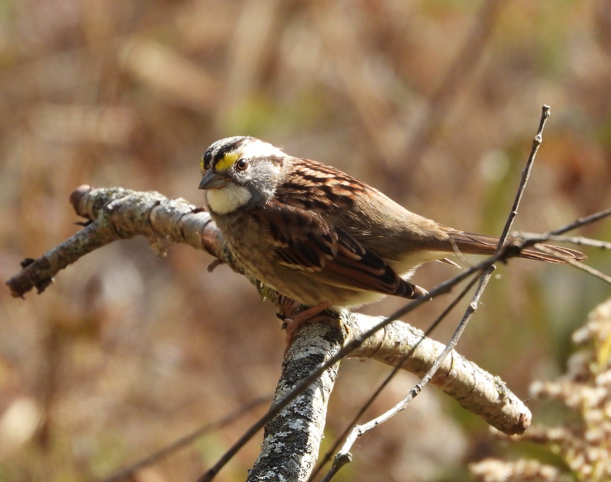 White-throated Sparrow - ML644571740