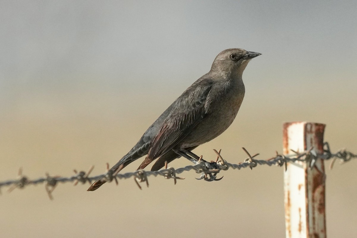 Brewer Karatavuğu - ML644571749