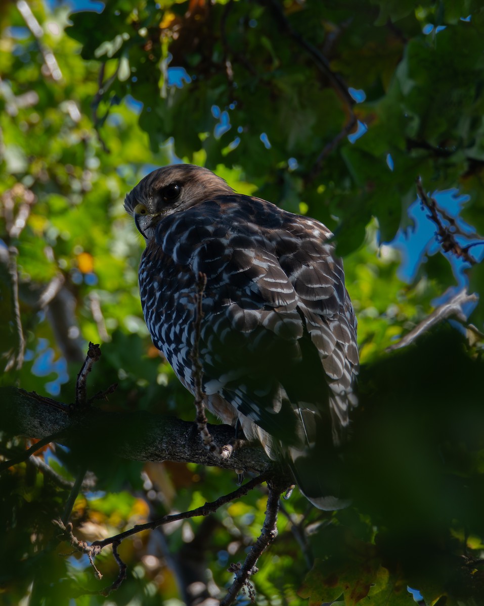 Red-shouldered Hawk (elegans) - ML644571759