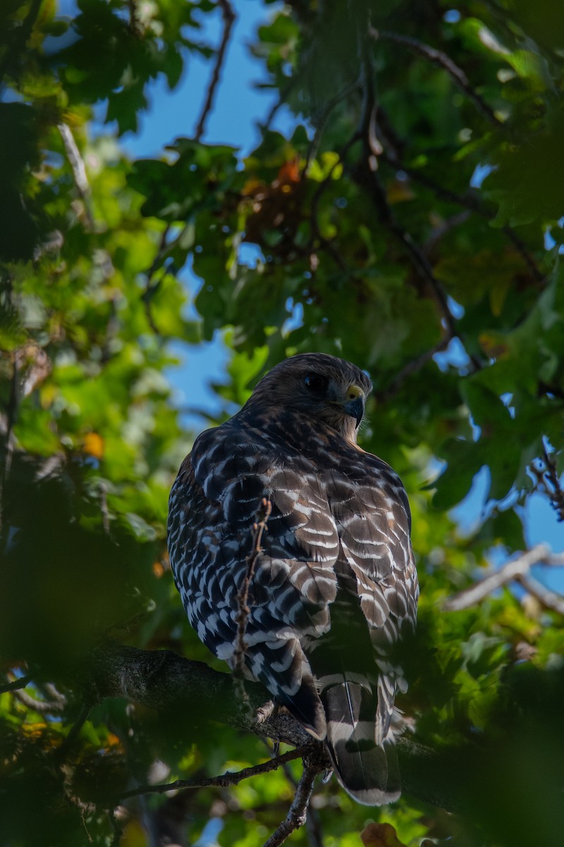Red-shouldered Hawk (elegans) - ML644571760