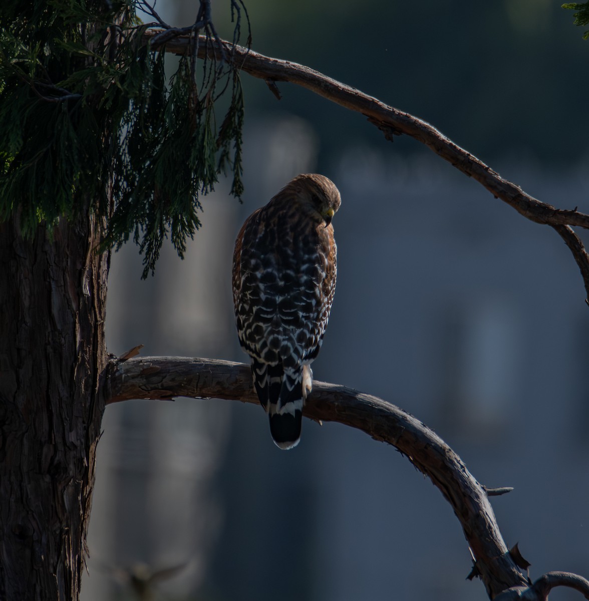Red-shouldered Hawk (elegans) - ML644571761