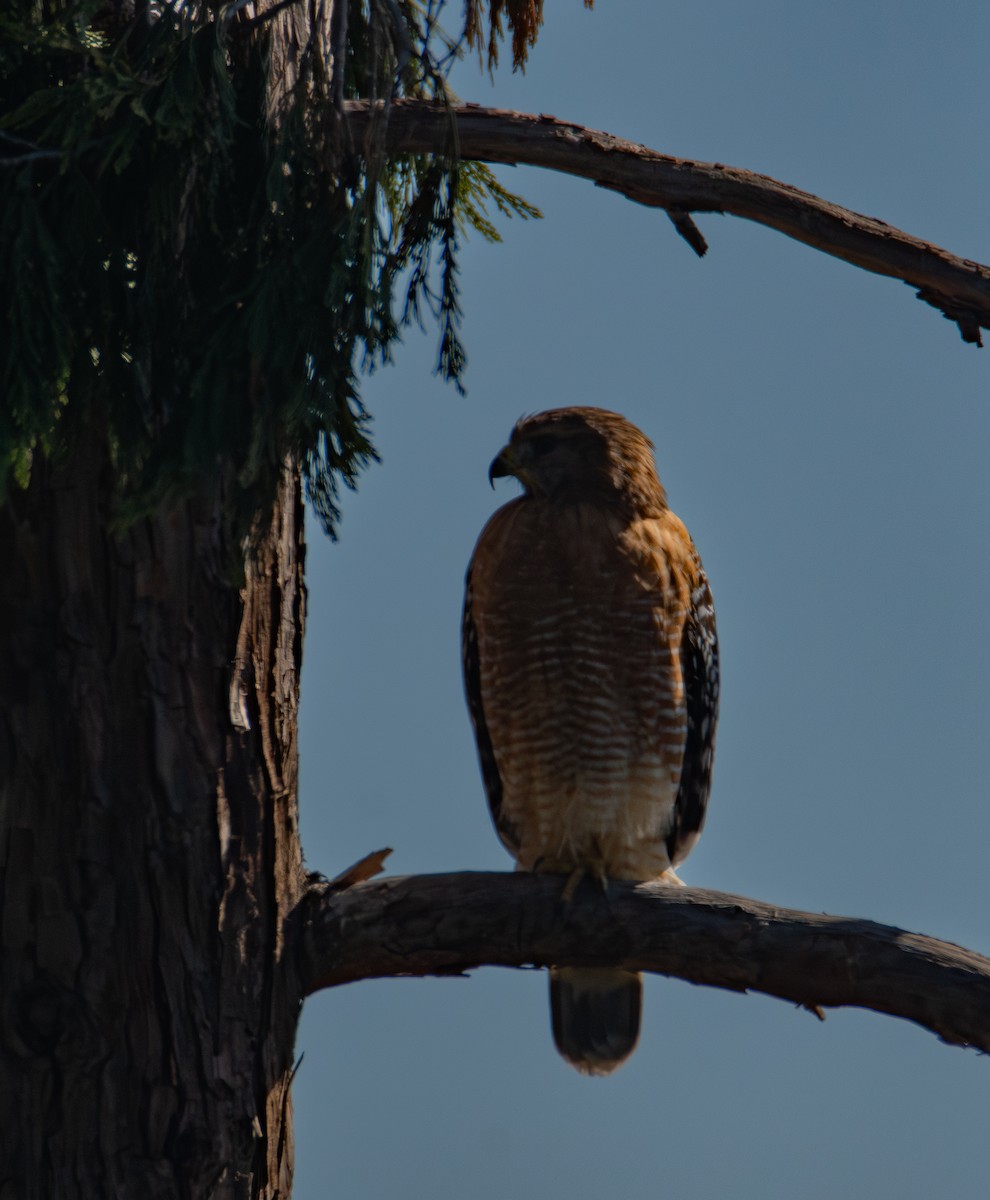 Red-shouldered Hawk (elegans) - ML644571764