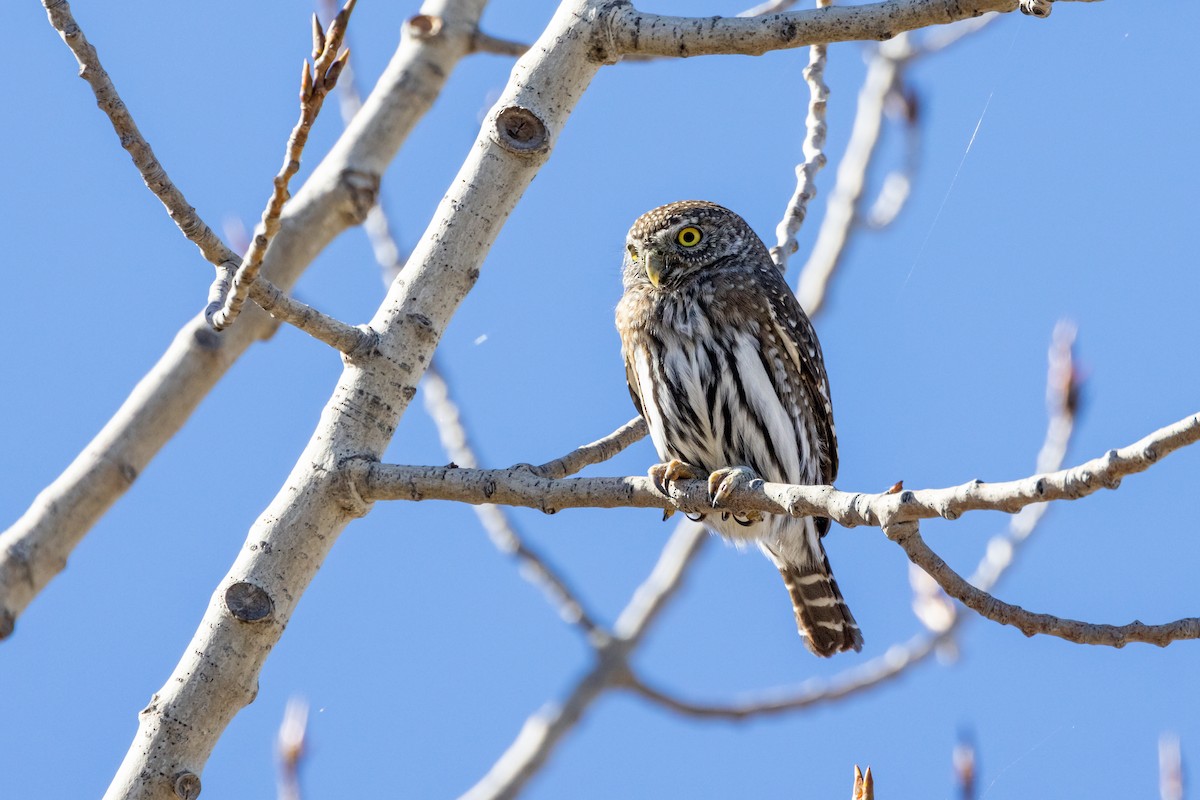 Northern Pygmy-Owl - ML644571767