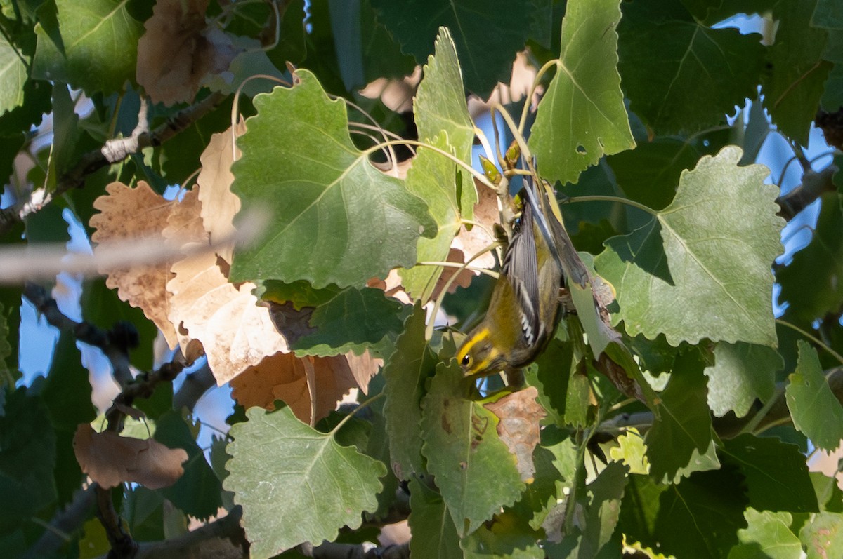 Пісняр-лісовик західний - ML644571774