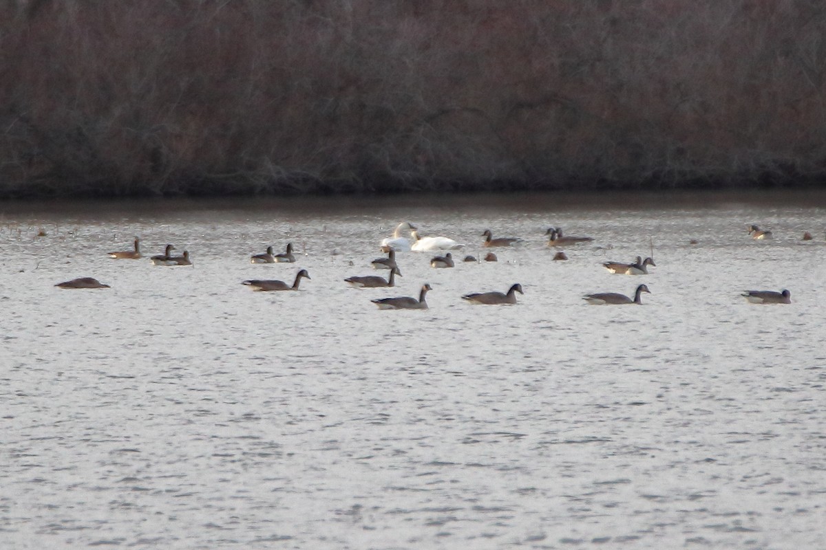 Казарка канадська - ML644571775