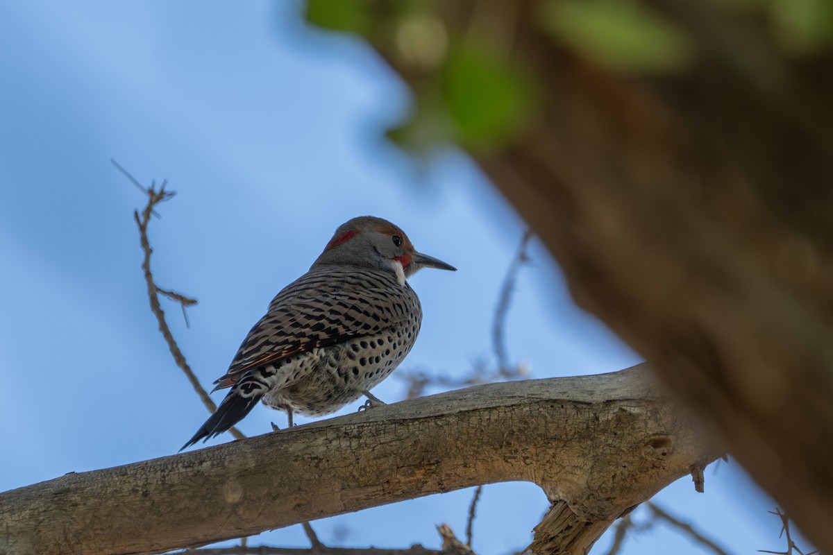 Northern Flicker (Yellow-shafted x Red-shafted) - ML644571789