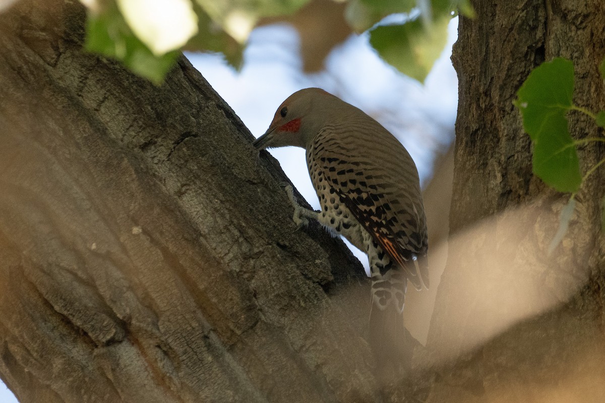 Northern Flicker (Yellow-shafted x Red-shafted) - ML644571790