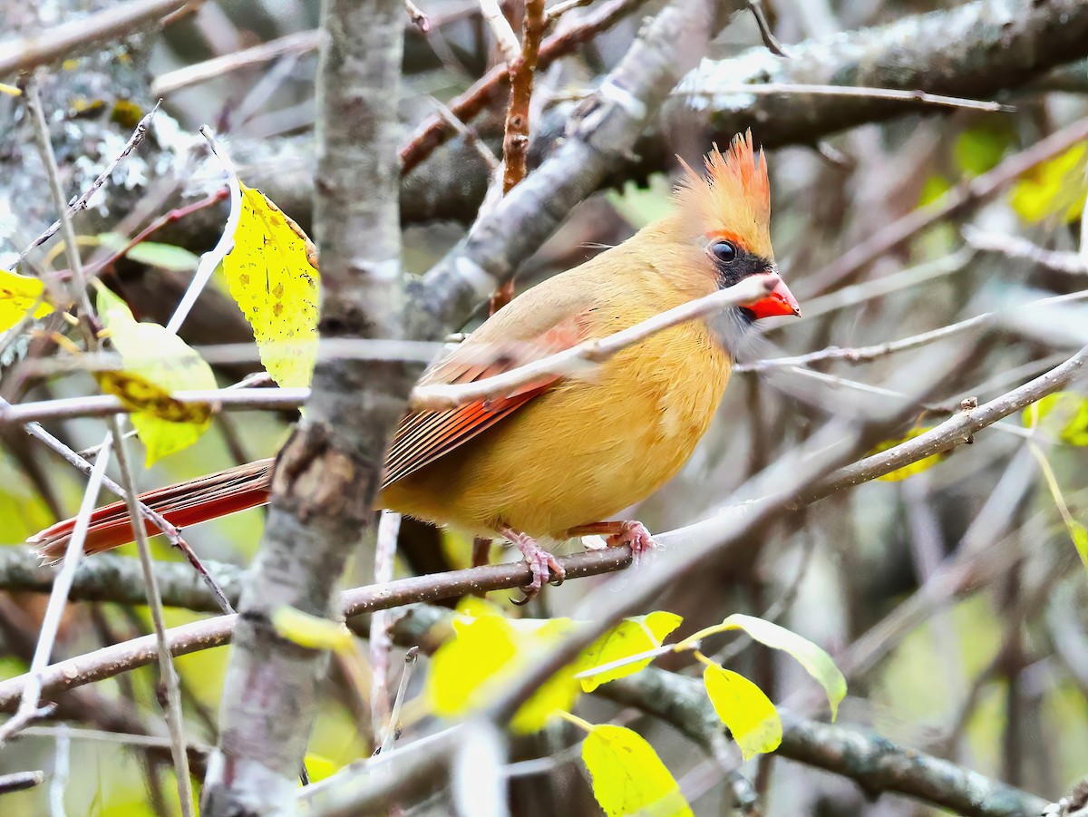 Kardinal arrunta - ML644571795