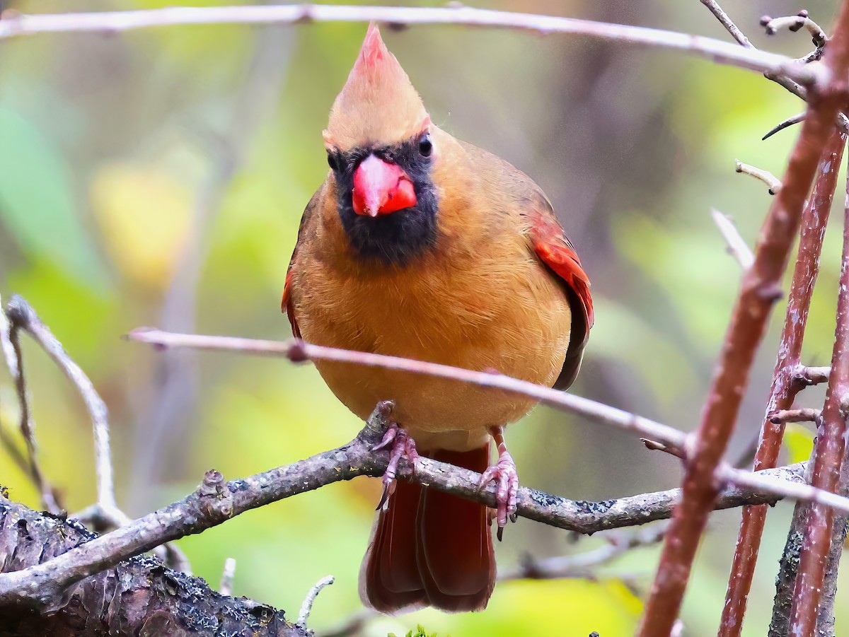 Kardinal arrunta - ML644571796