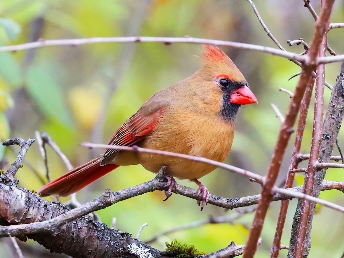 Kardinal arrunta - ML644571797