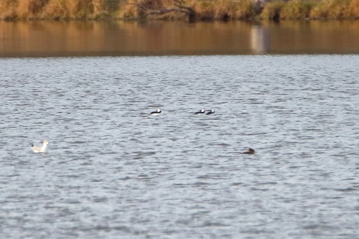 Bufflehead - ML644571800