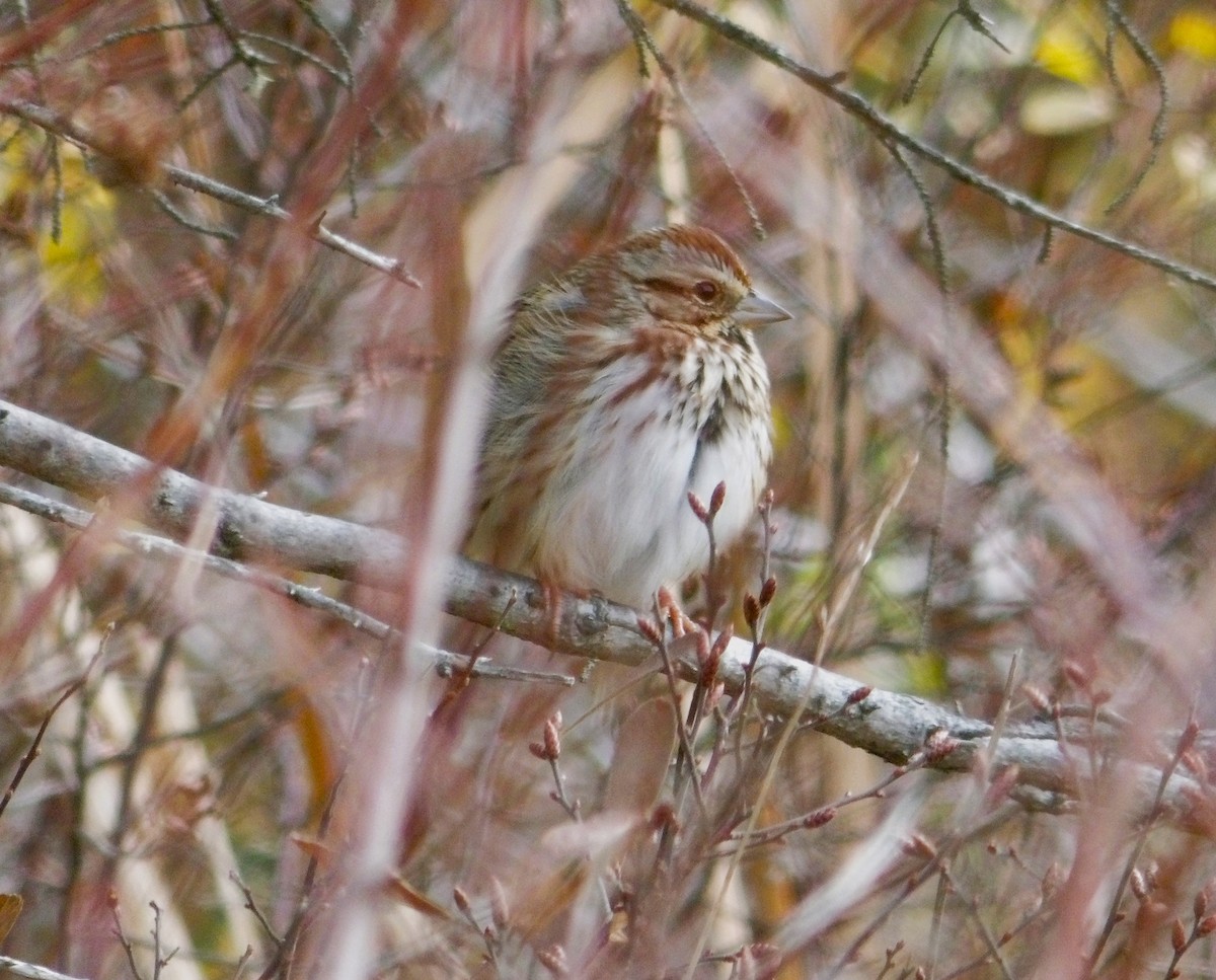 strnadec zpěvný - ML644571801