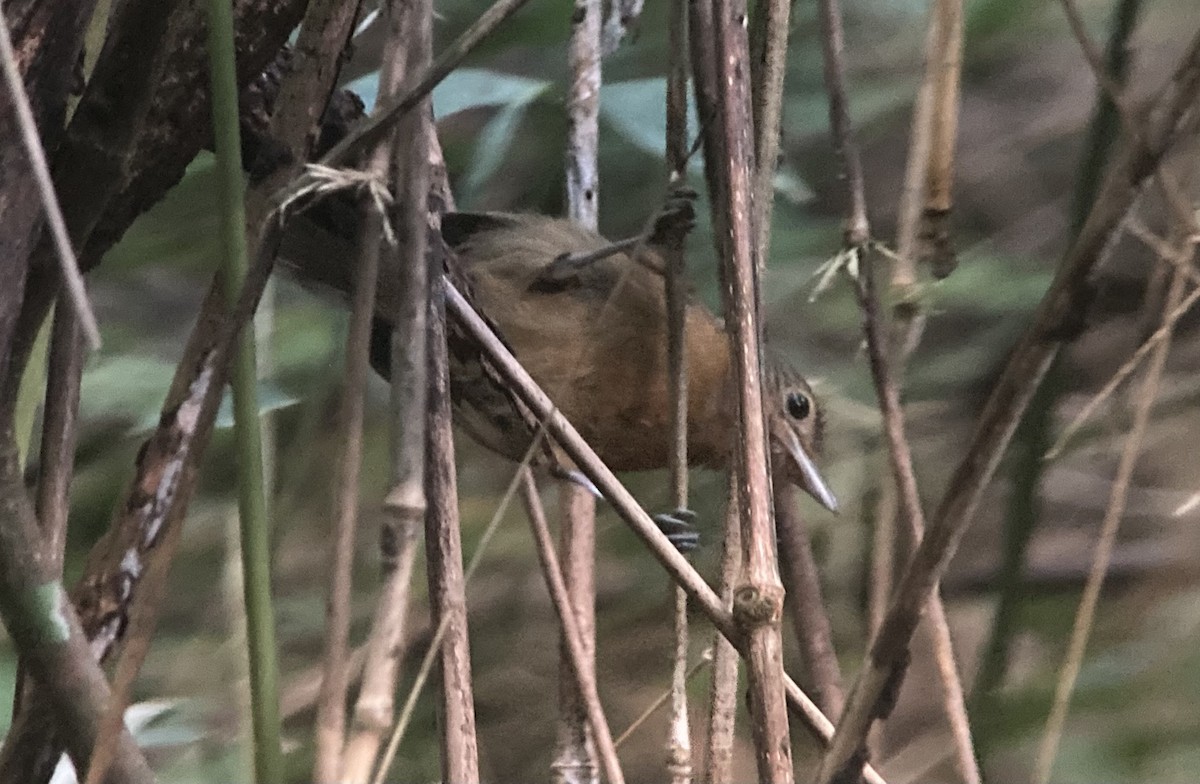 Hormiguero Tirano - ML644571802