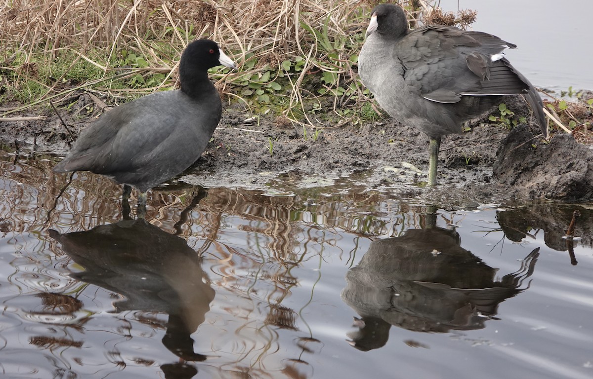 American Coot - ML644571823