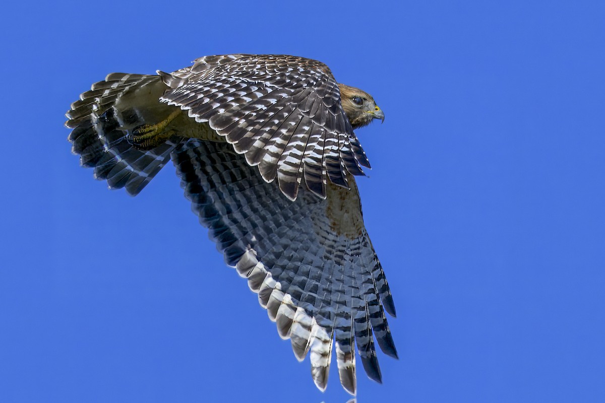 Red-shouldered Hawk - ML644571824