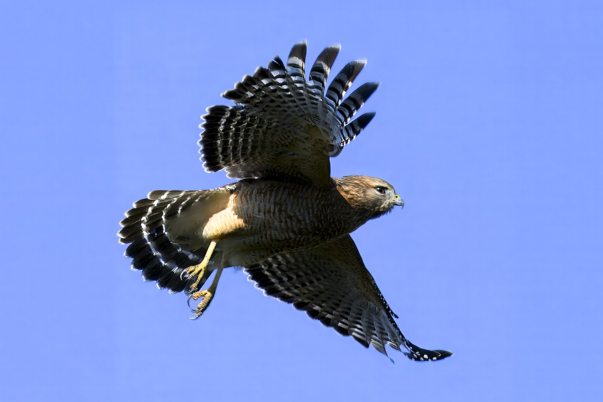 Red-shouldered Hawk - ML644571825