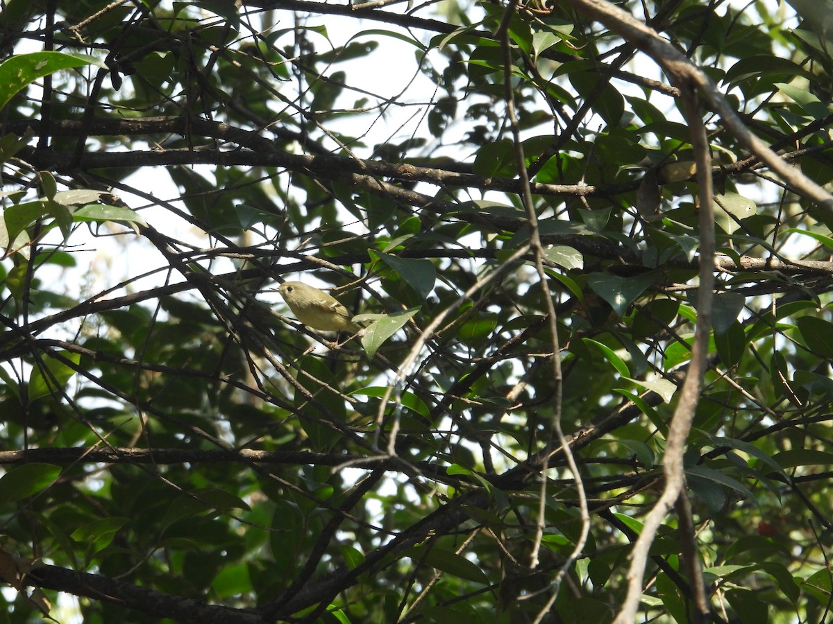 Золотомушка рубіновочуба - ML644571828