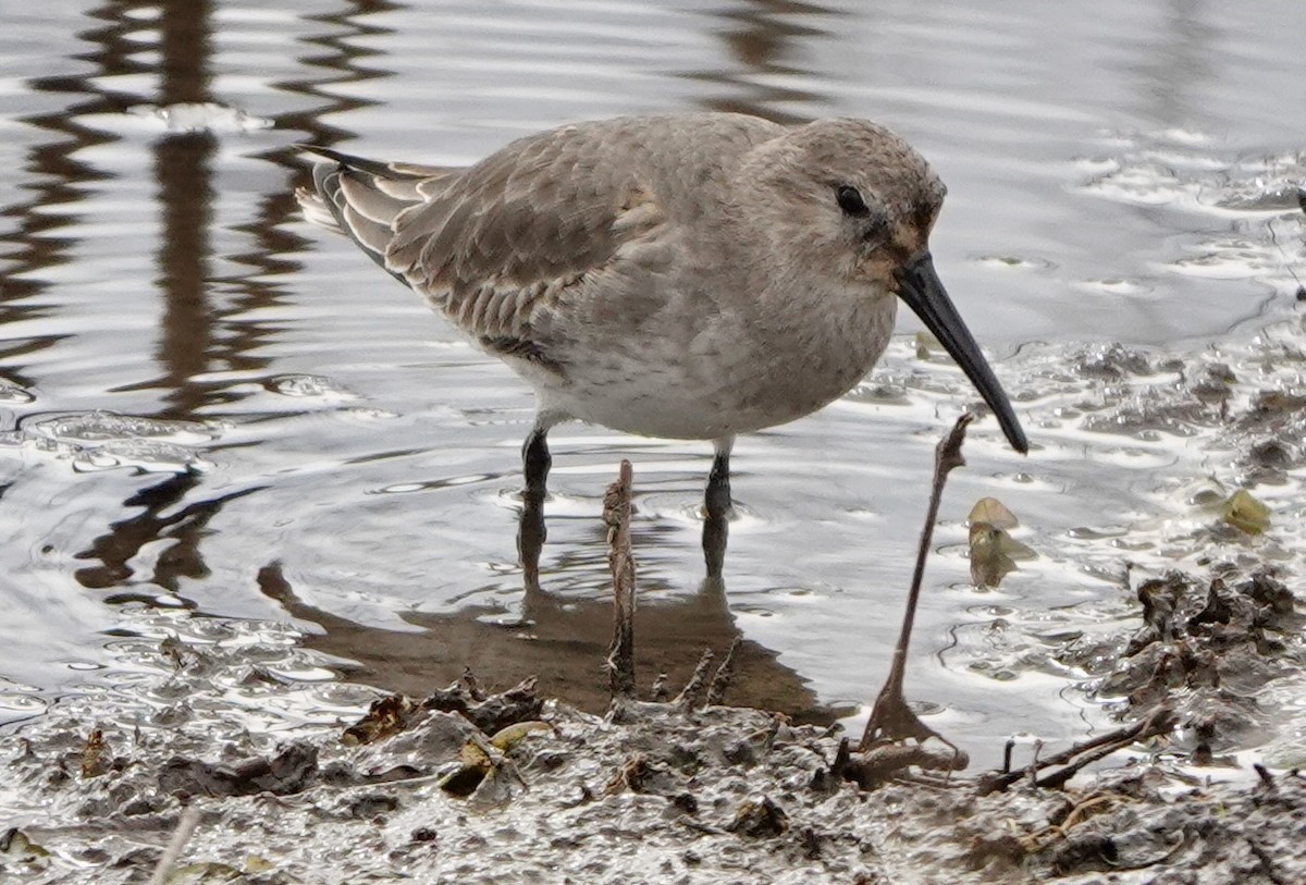 Dunlin - ML644571837