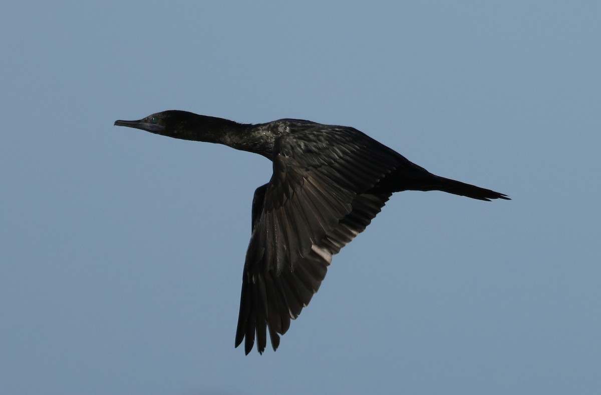 Little Black Cormorant - ML644571839