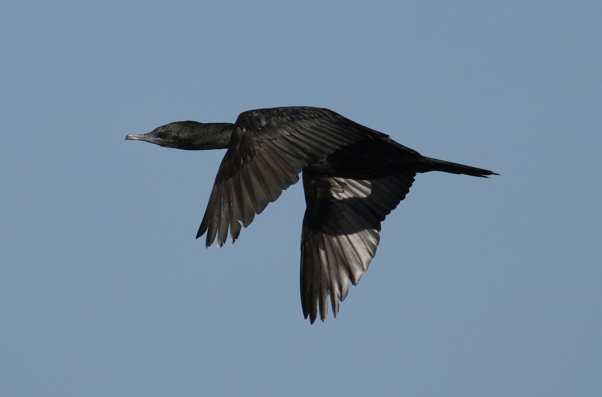 Little Black Cormorant - ML644571840