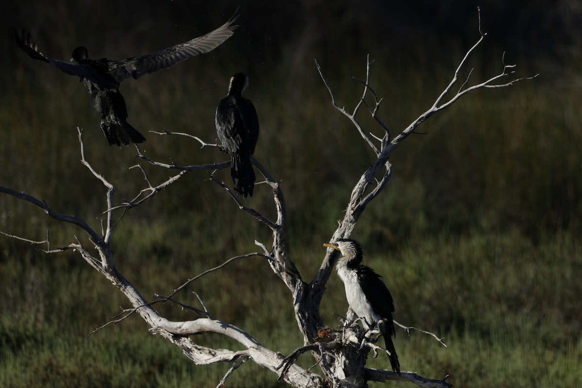 Little Black Cormorant - ML644571841