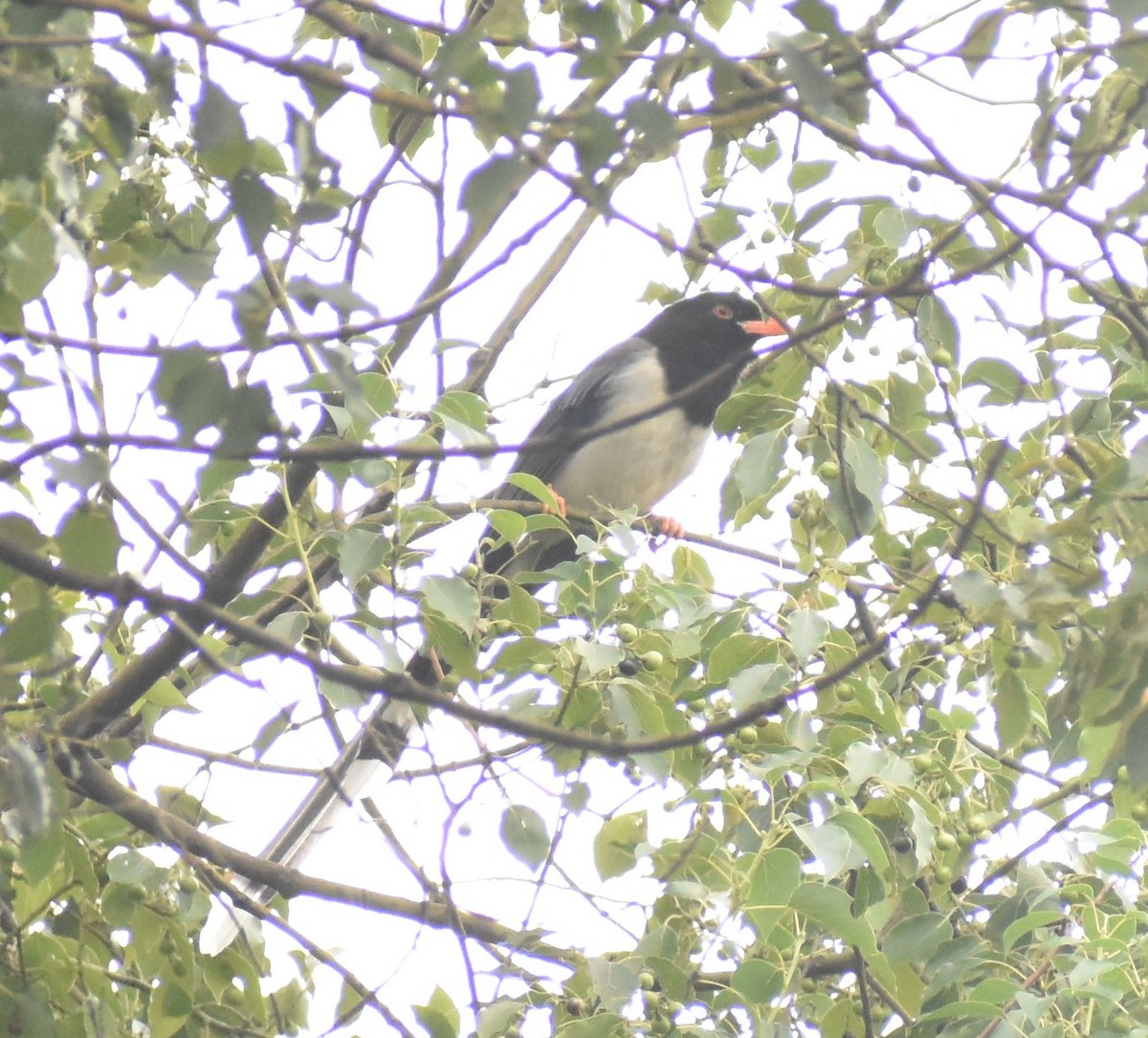 Red-billed Blue-Magpie - ML644571843
