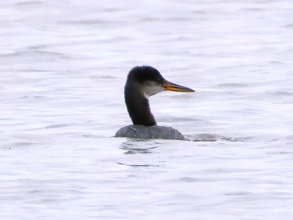 Somormujo Cuellirrojo - ML644571847