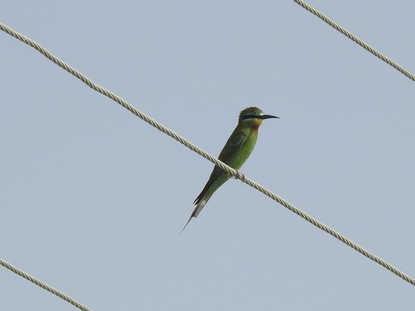 vlha modrolící - ML644571849