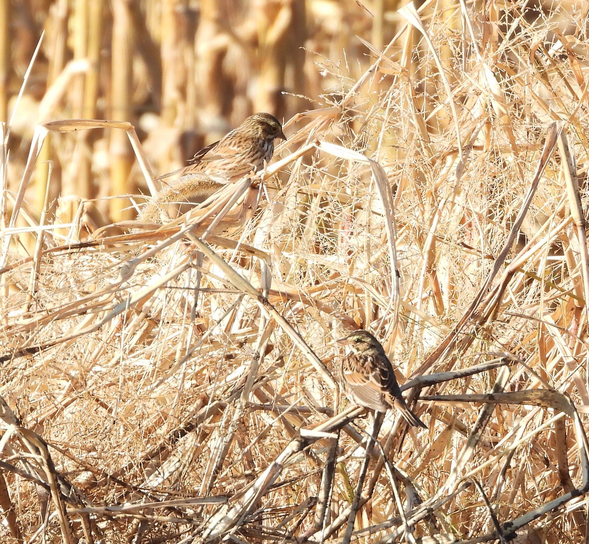 Bruant des prés - ML644571852