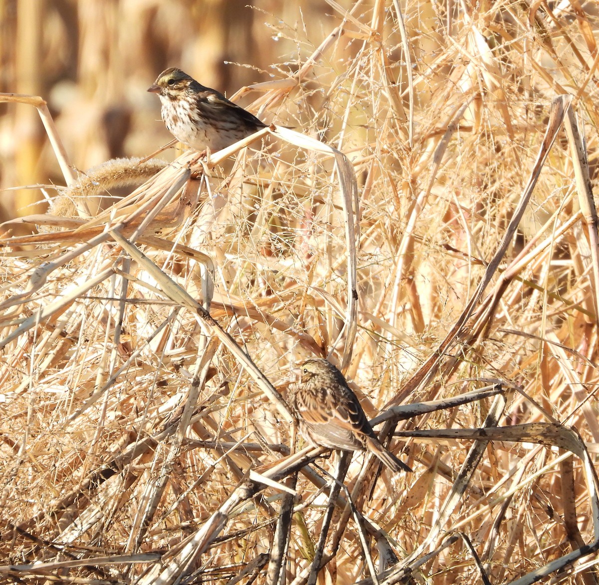 Bruant des prés - ML644571859