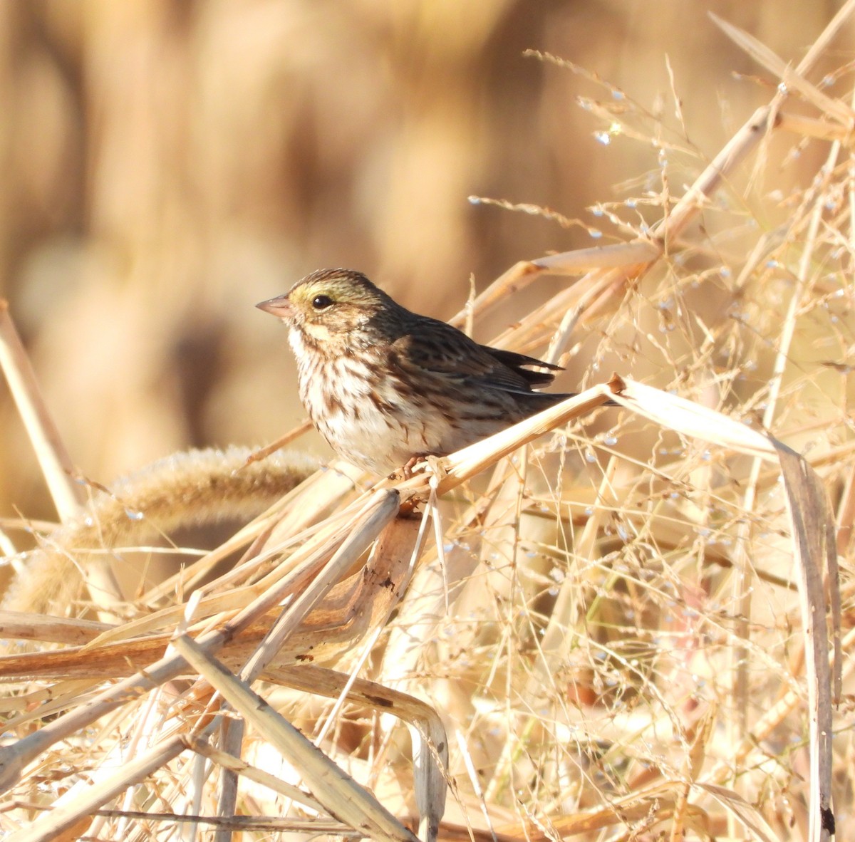 Bruant des prés - ML644571864
