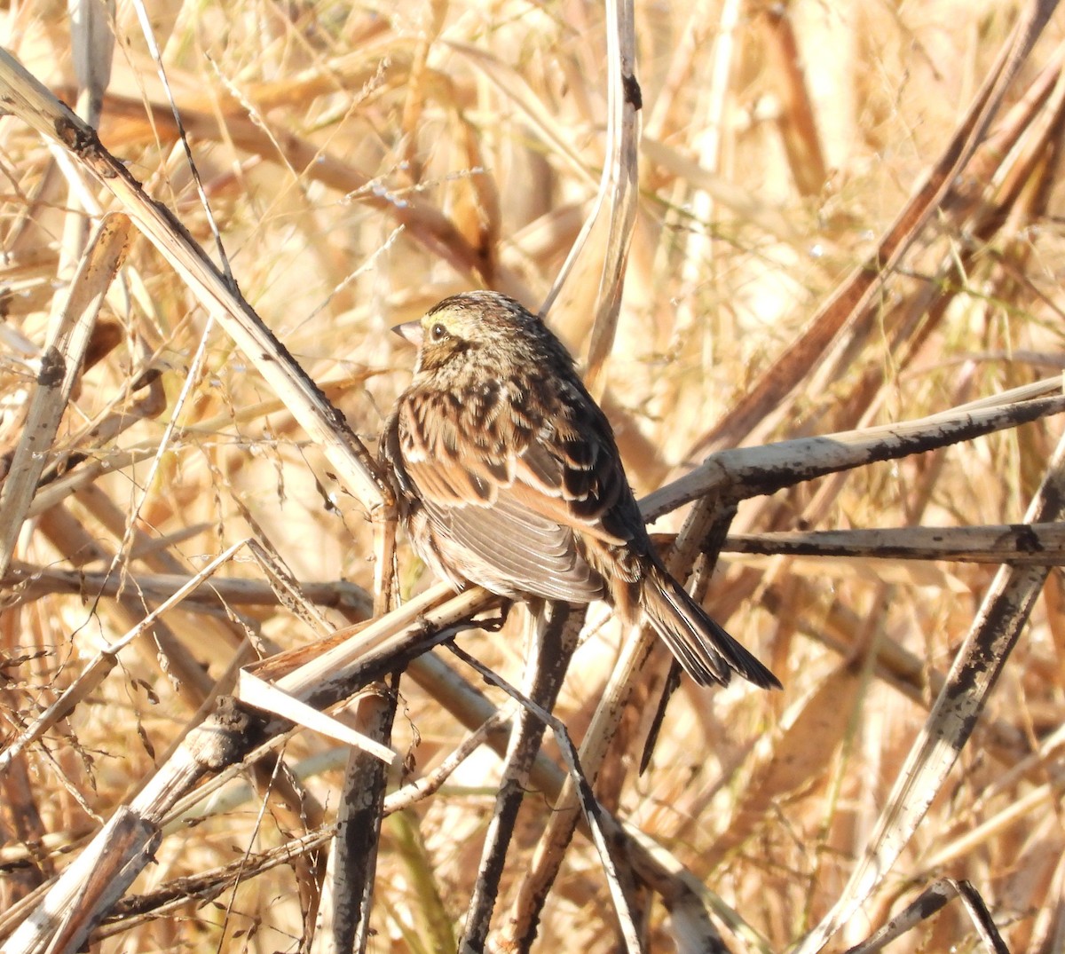 Bruant des prés - ML644571866