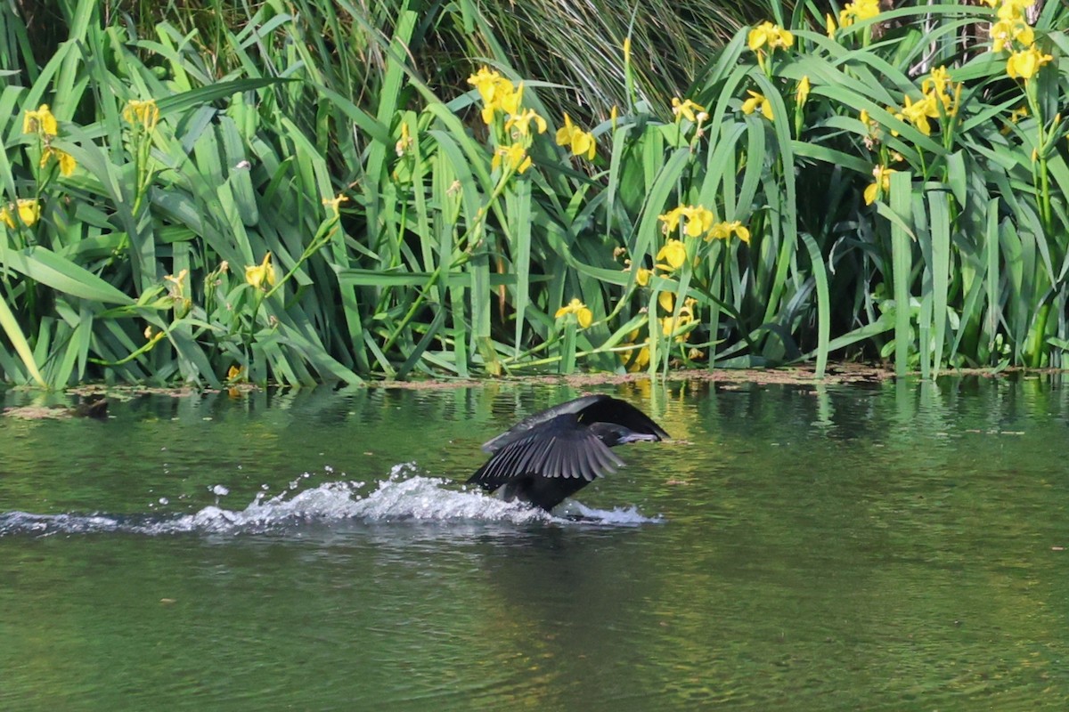 Little Black Cormorant - ML644571867