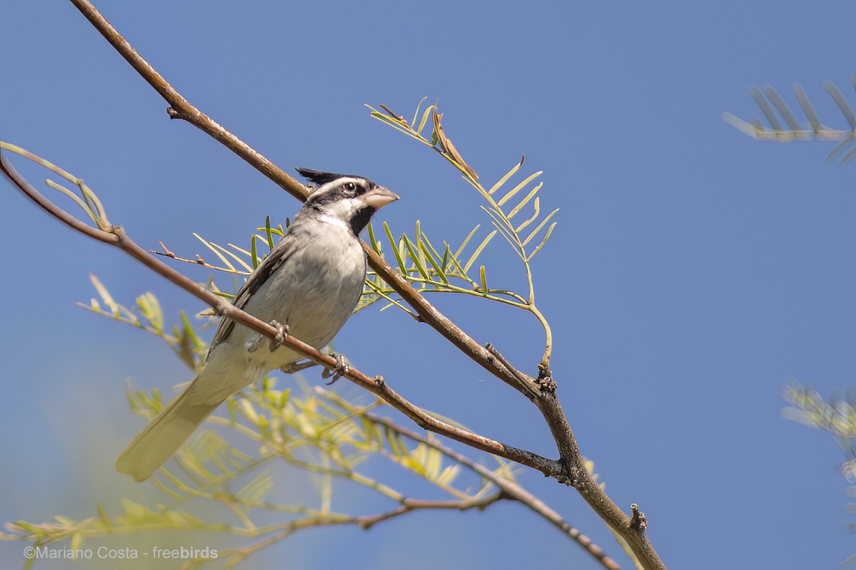Black-crested Finch - ML644571868