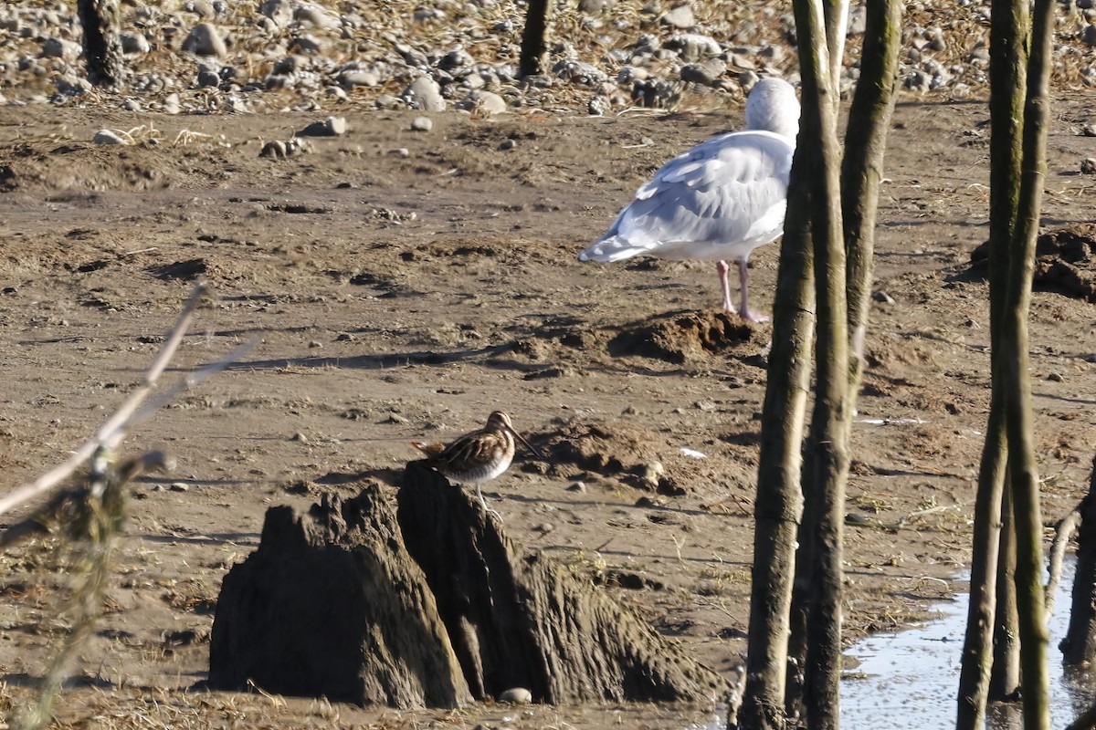 Wilson's Snipe - ML644571871