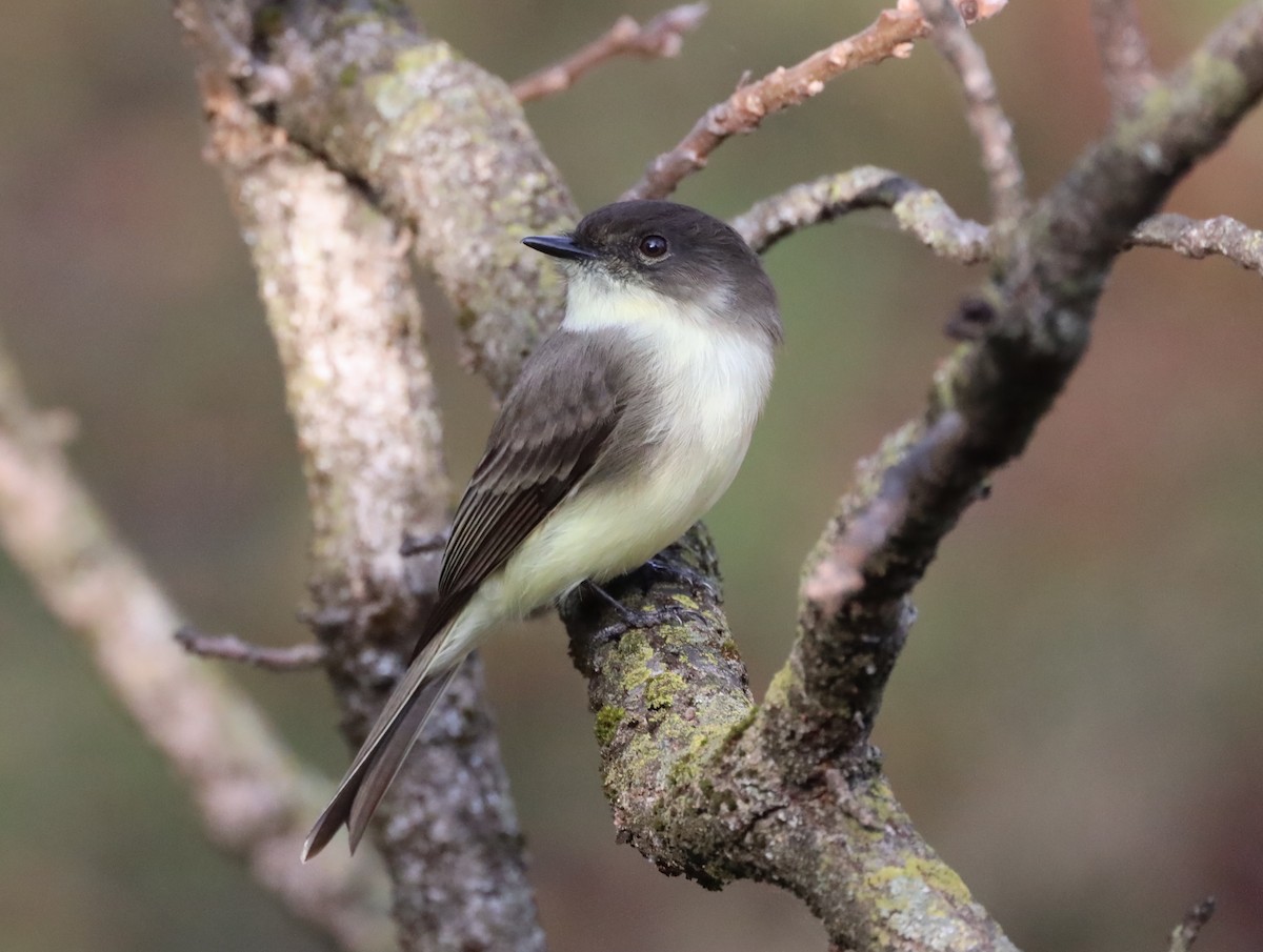 Eastern Phoebe - ML644571872