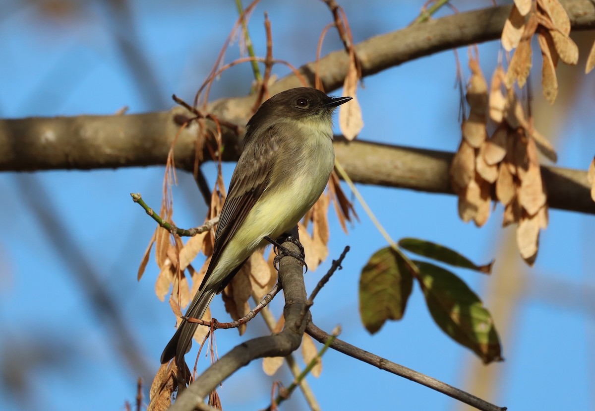 Eastern Phoebe - ML644571878