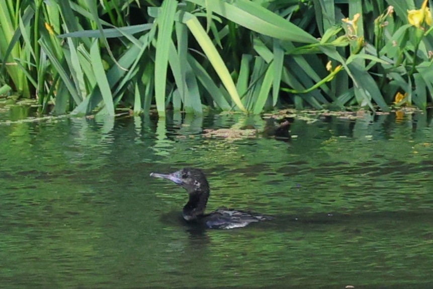 Little Black Cormorant - ML644571881