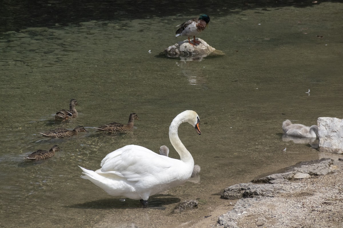 Хуруут хун - ML644571882