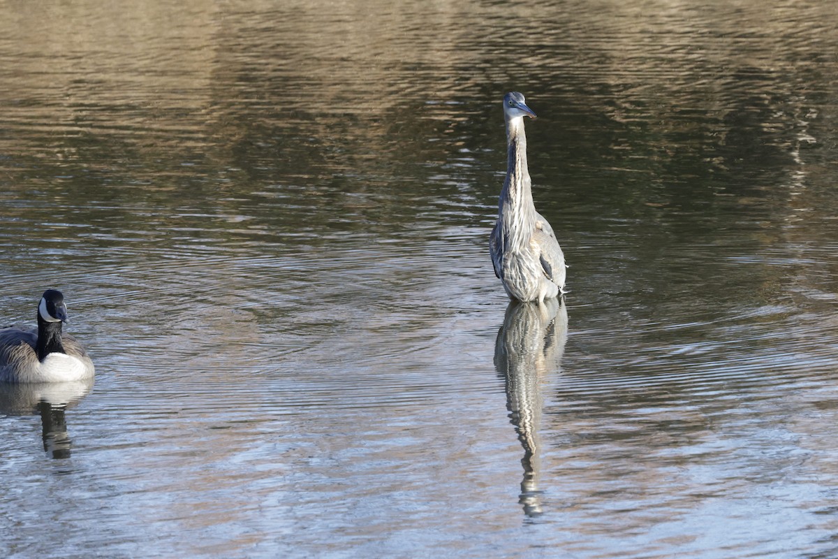 Great Blue Heron - ML644571883