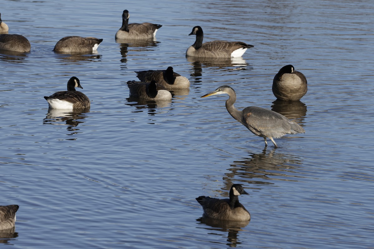 Great Blue Heron - ML644571884