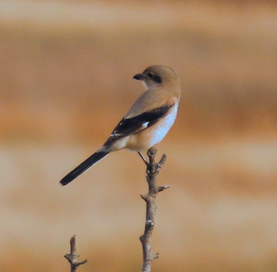 オオモズ - ML644571888