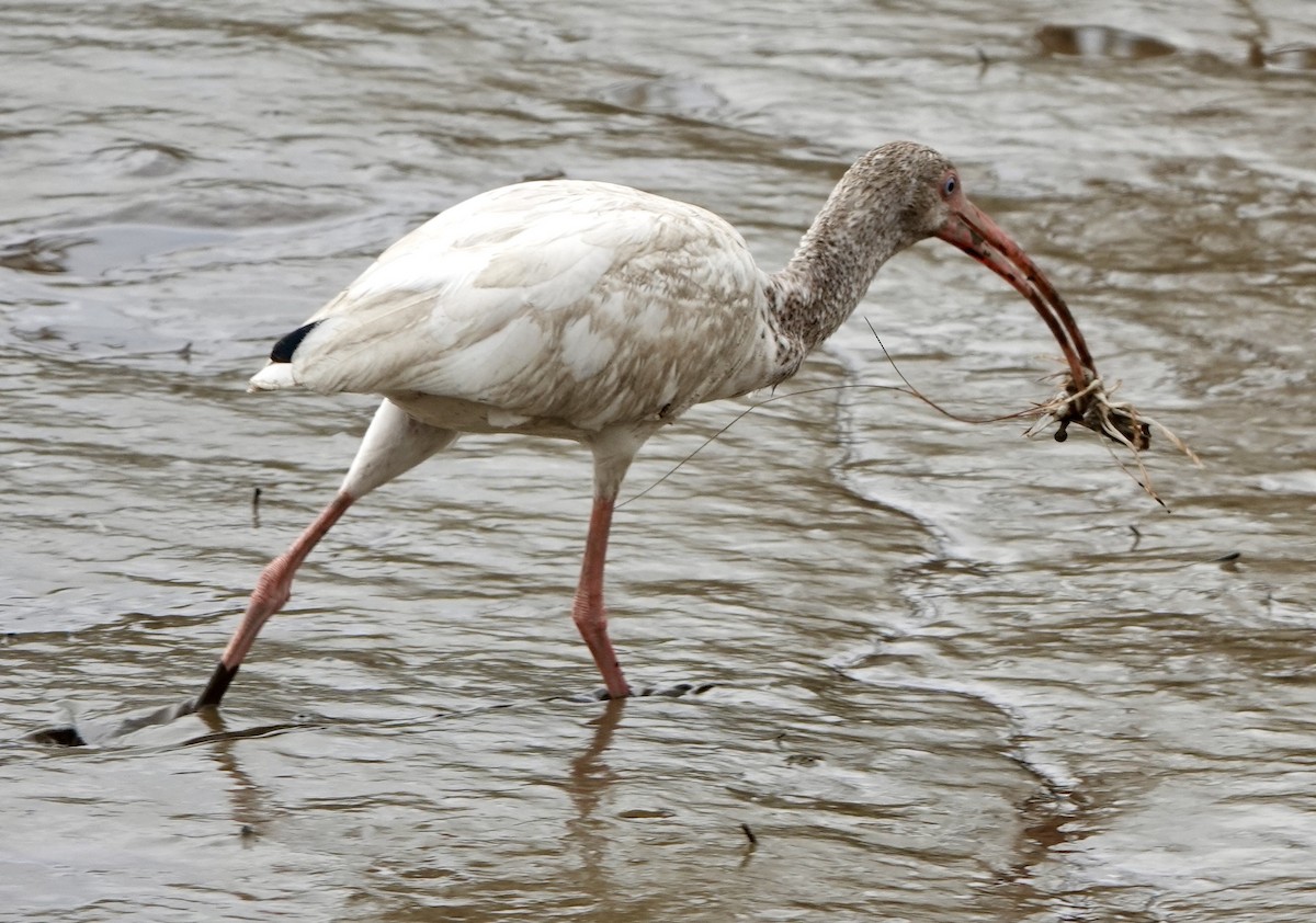 White Ibis - Harry DeLorme