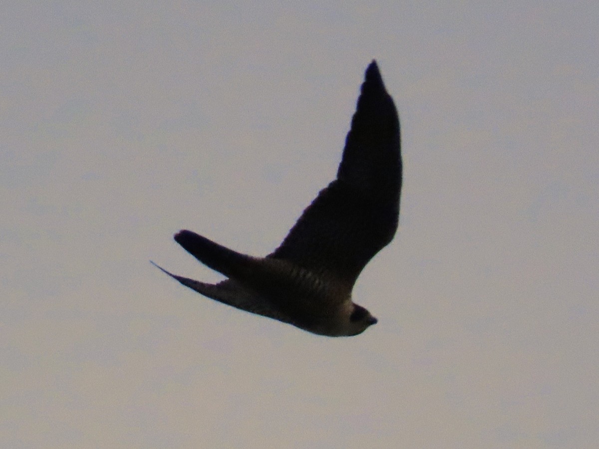 Peregrine Falcon - ML644571897