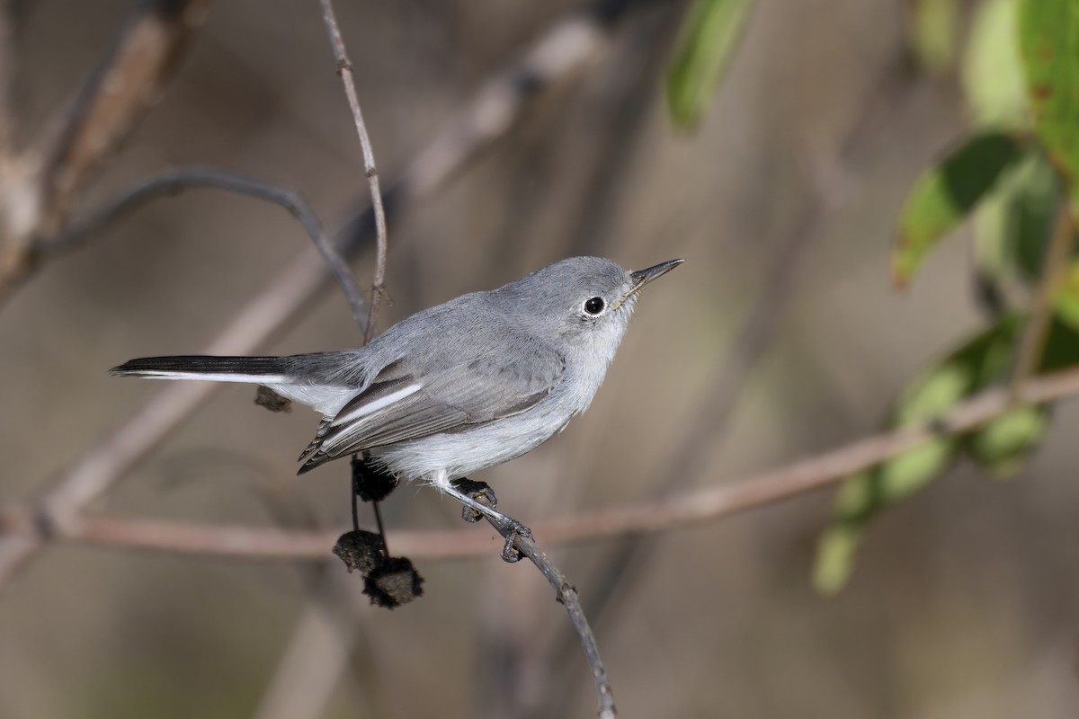 Blue-gray Gnatcatcher - ML644571899