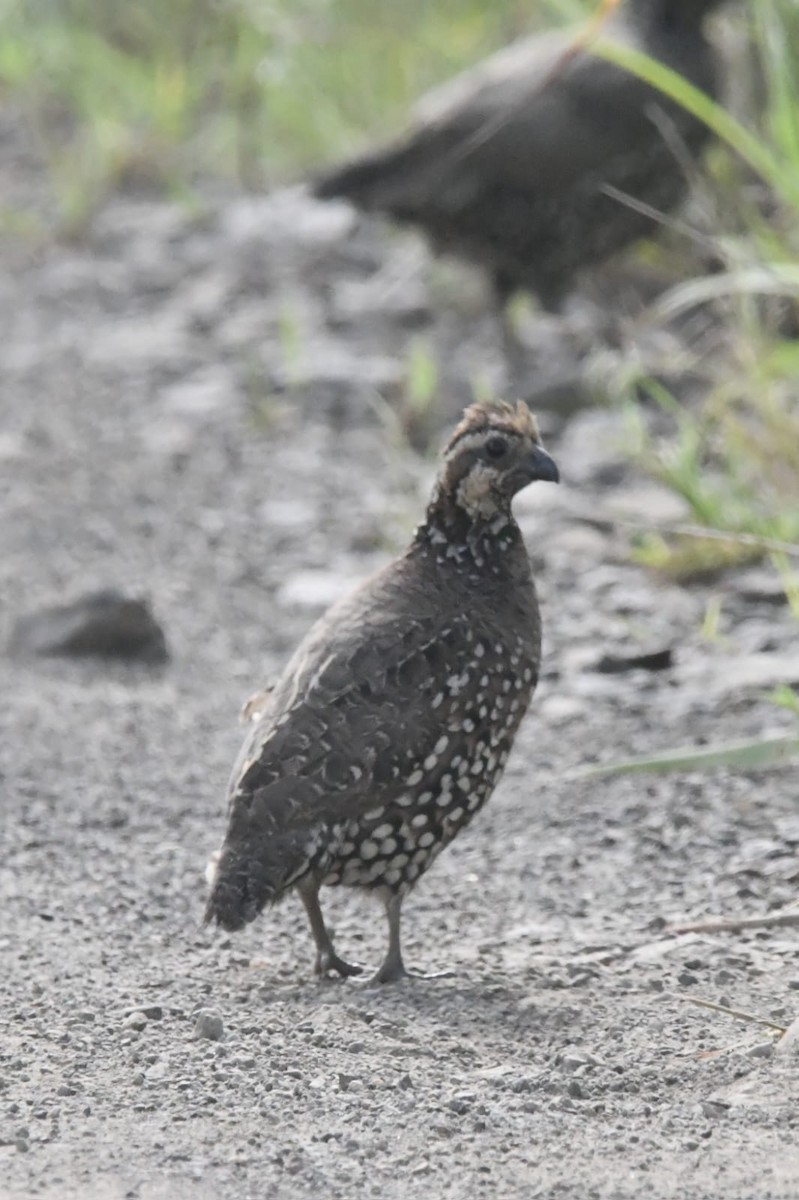 costaricakrattvaktel - ML644571901