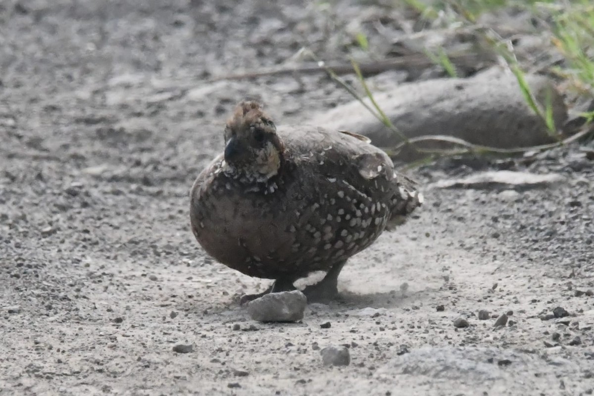 costaricakrattvaktel - ML644571902